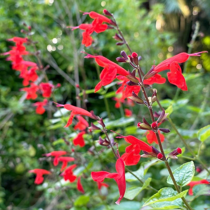 Tropical Sage