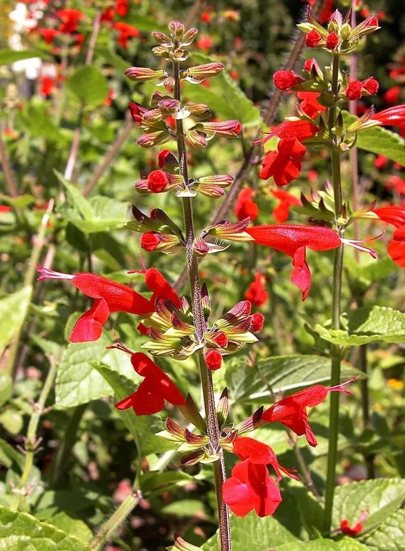 Tropical Sage