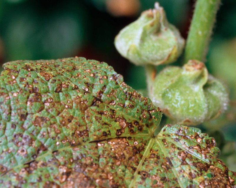 Troubleshoot Rust and Weak Stems Before Treating