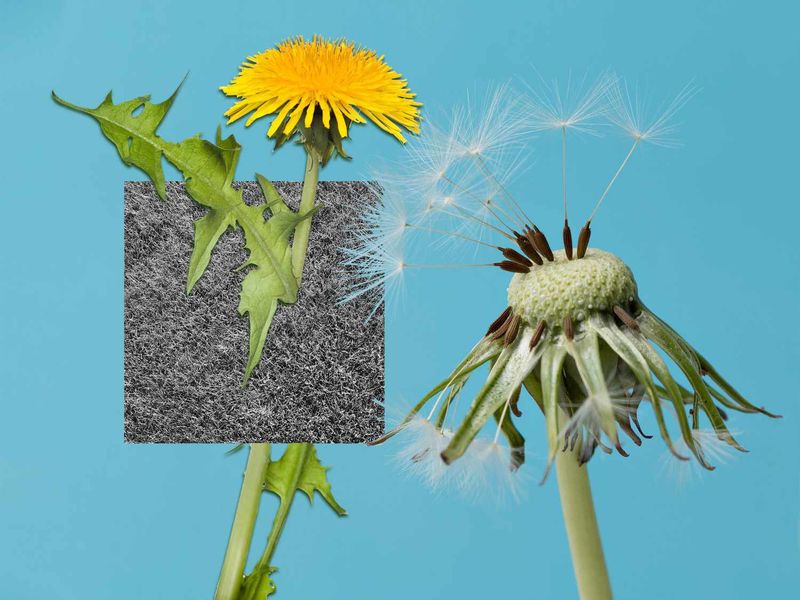 True dandelion and other turf plants can look similar