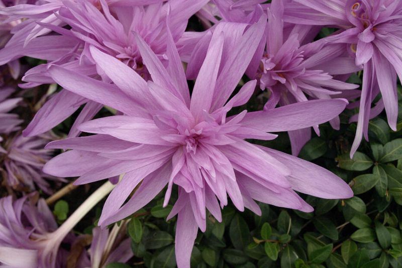 True fall-blooming plants require different timing and caution
