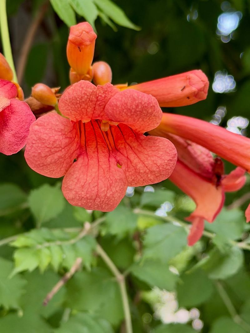 Trumpet Creeper