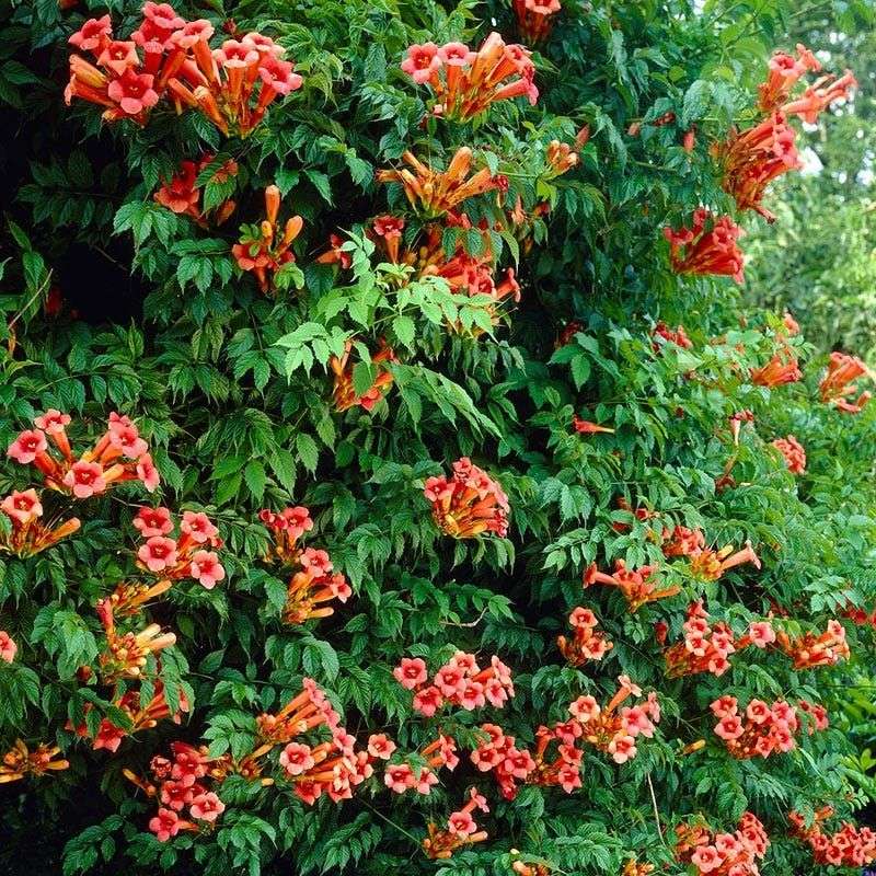 Trumpet Creeper (Campsis radicans)