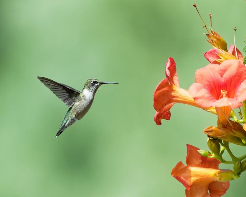 Trumpet Creeper
