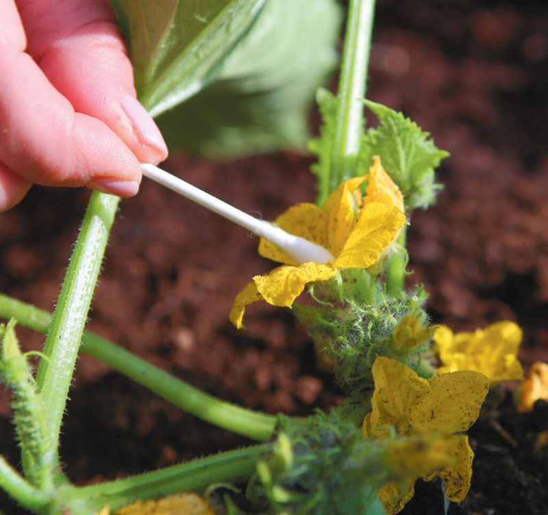 Try hand-pollination when female flowers are aborting
