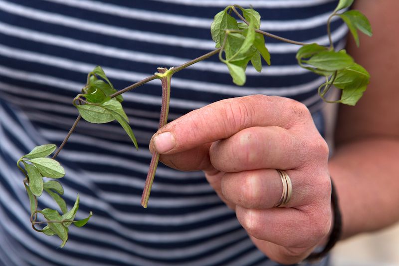 Try propagation when the plant reaches the right stage Try propagation when the plant reaches the right stage