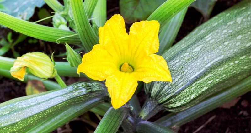 Try viable flowers now, but plan for a better season window