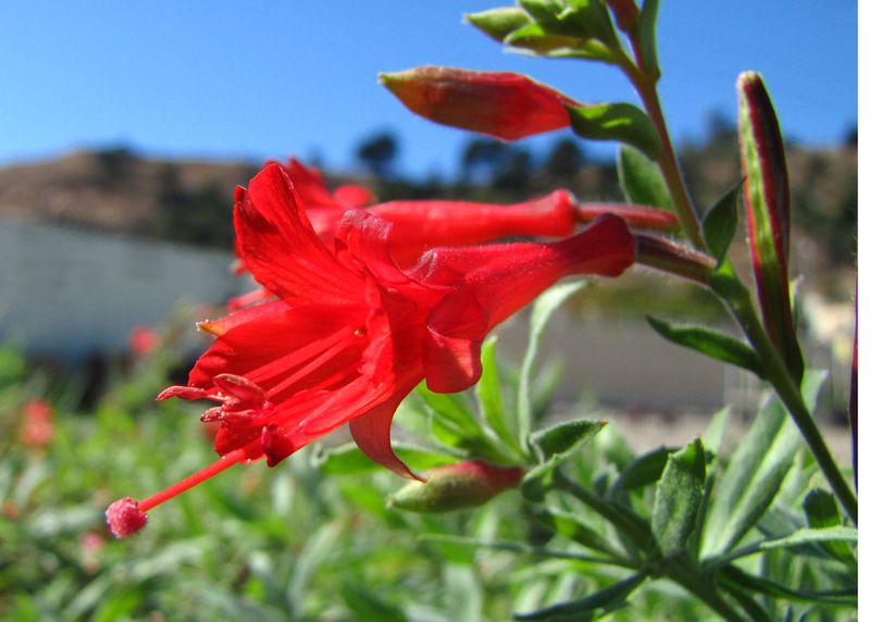 Tubular flowers provide a useful nectar source