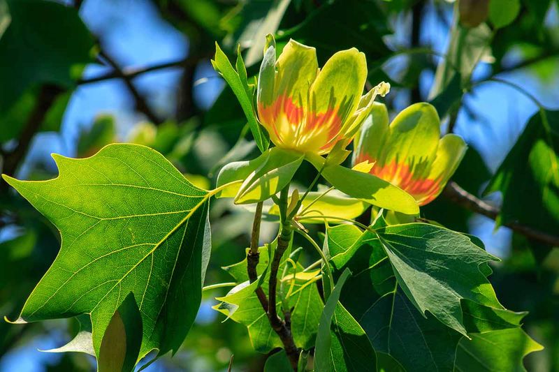 Tulip Poplar
