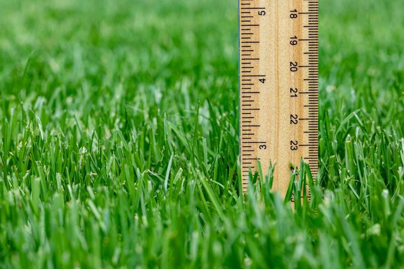 Turf-Specific Care Helps Grass Compete Again