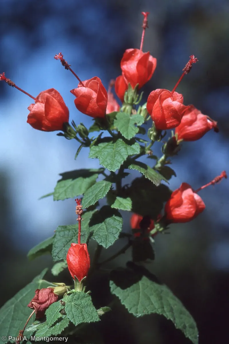 Turk’s cap offers a different native answer