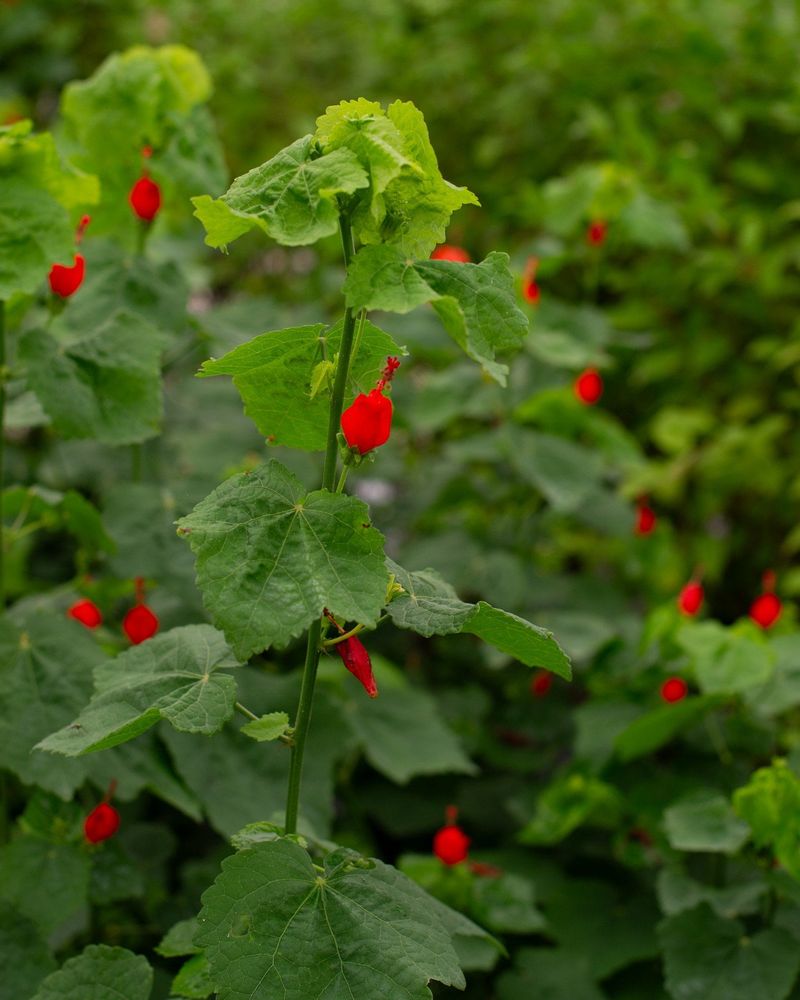 Turk’s cap offers late-summer nectar with a variable fall encore