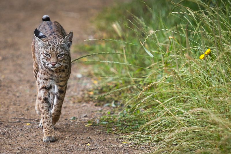Turn the Sighting Into Safer Observation