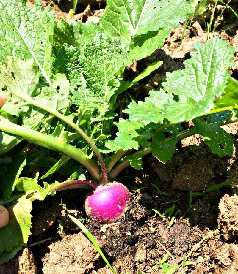 Turnips