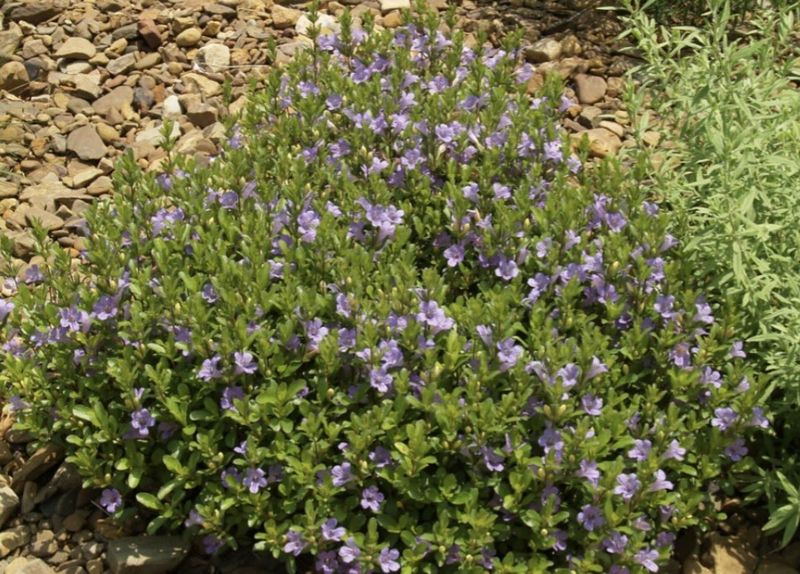 Twinflower