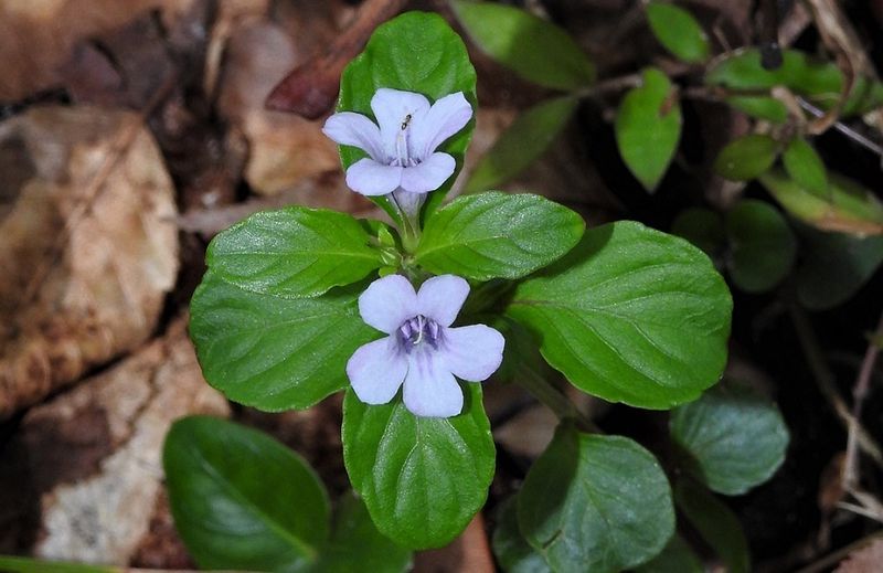 Twinflower