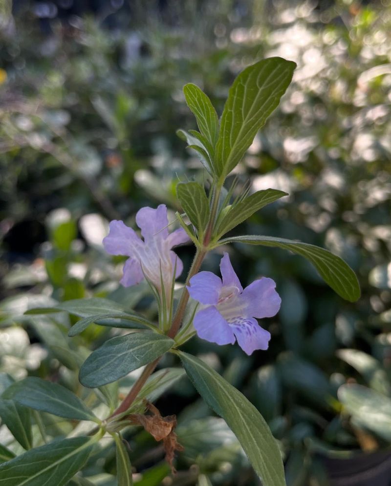 Twinflower