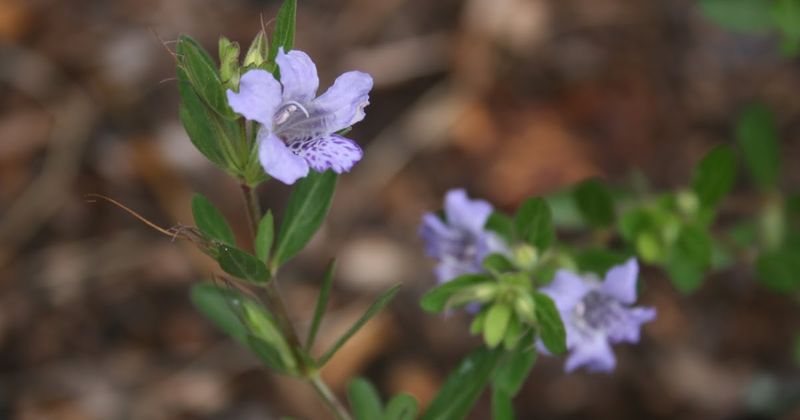 Twinflower