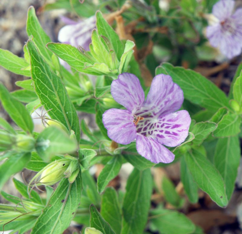 Twinflower