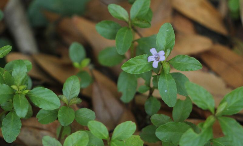 Twinflower Twinflower