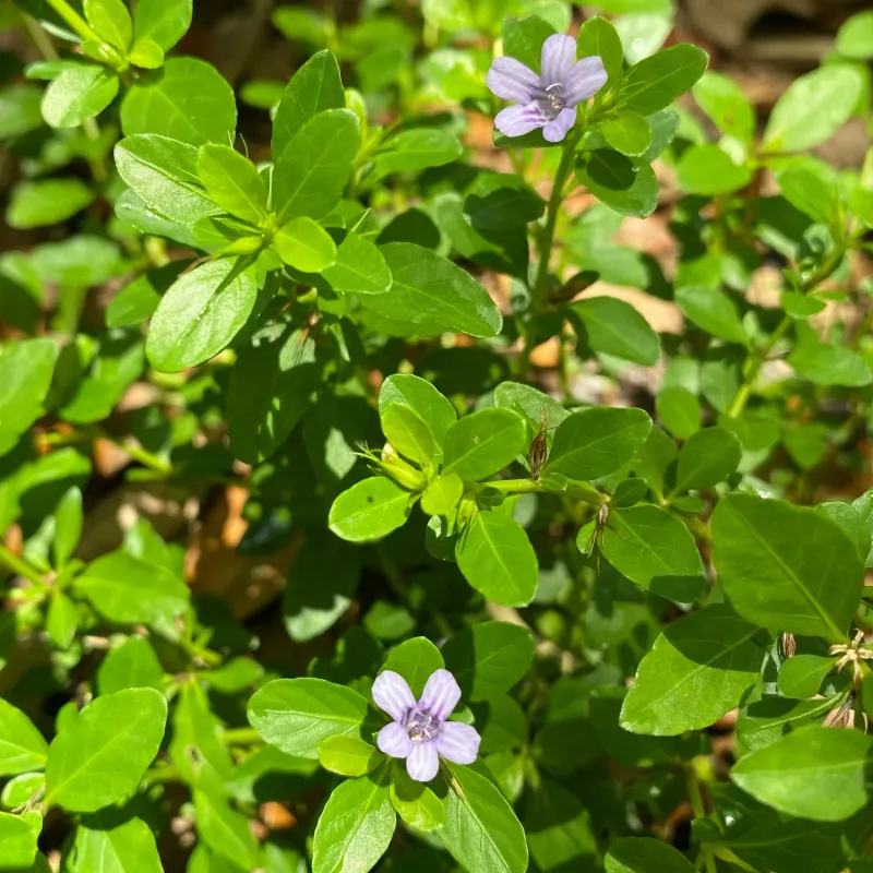 Twinflower