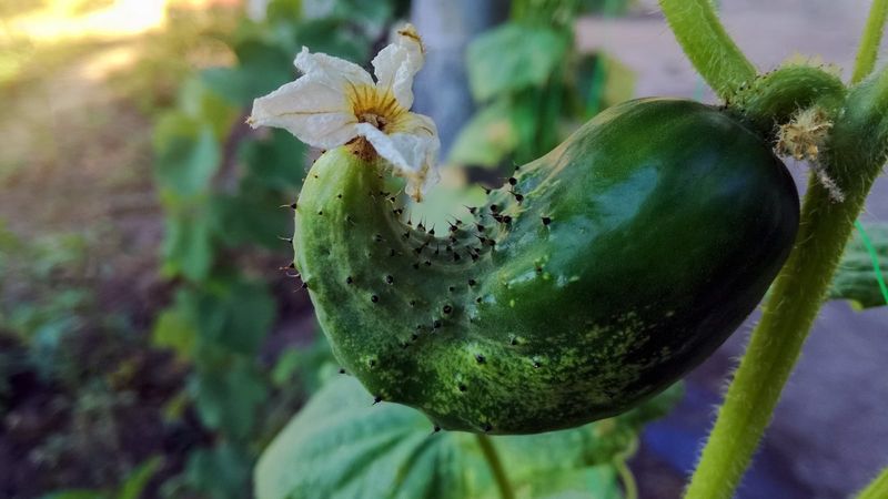 Two August problems can produce the same bad-looking cucumber