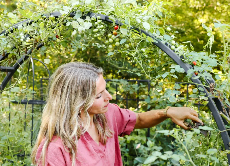 Two common fixes can make physiological leaf roll worse