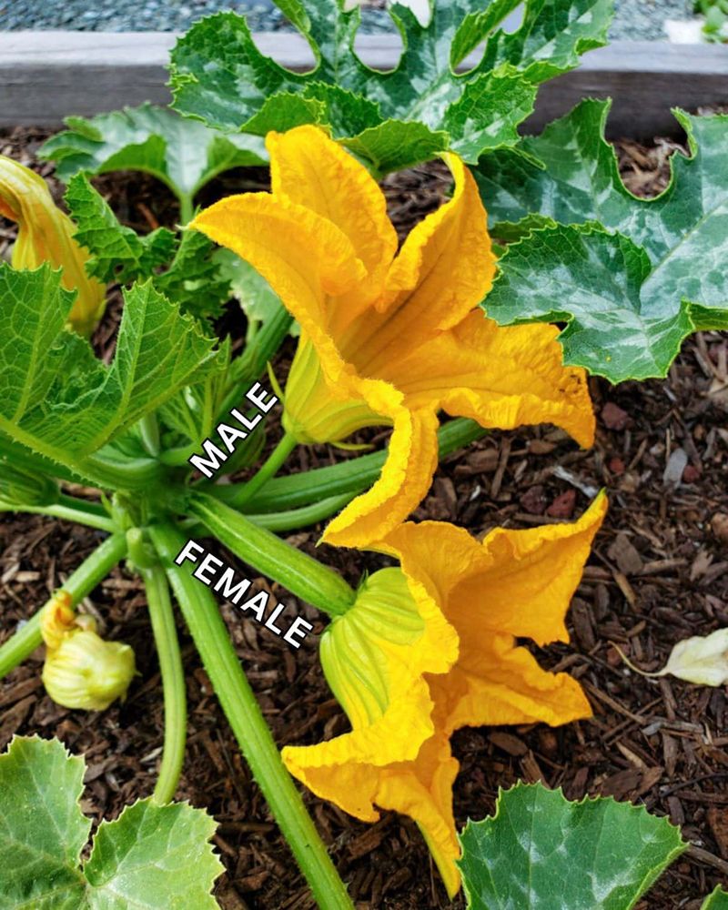 Two flower types must exchange pollen