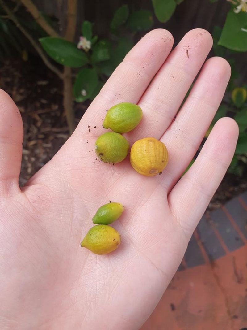 Understand What Fruit Drop Can Tell You