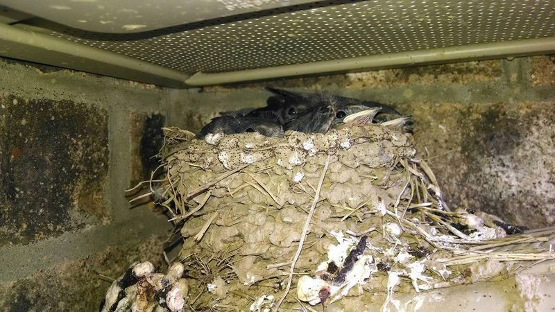 Understand the mess and protect active nests