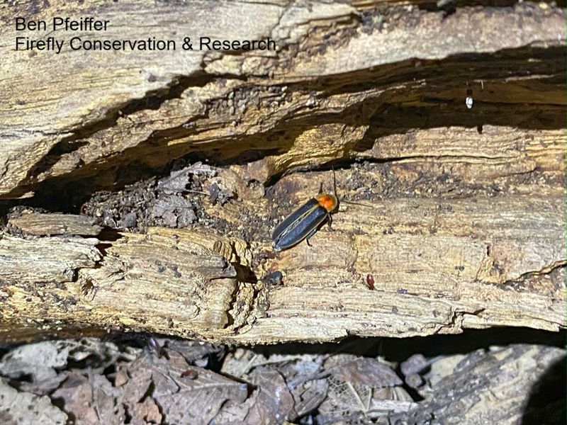 Understand what the damp ground layer does for fireflies