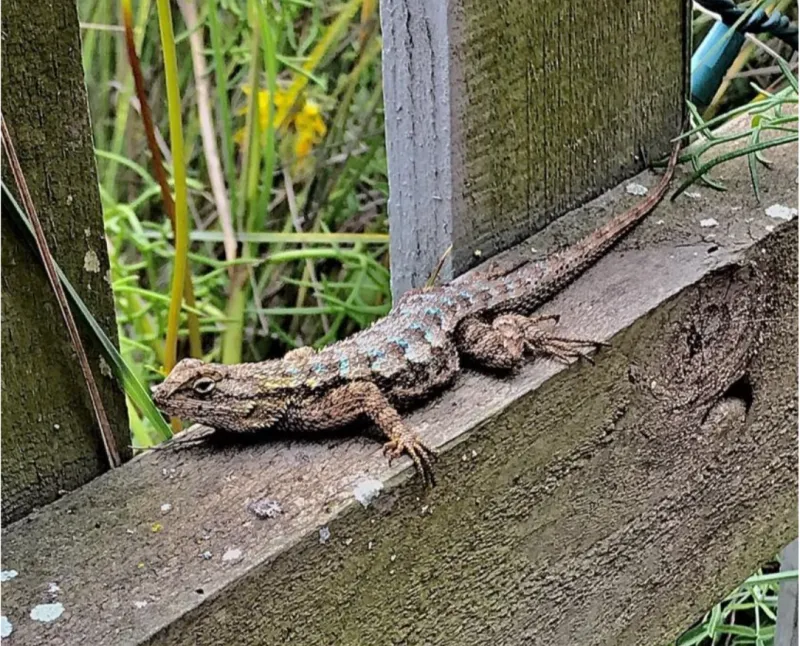 Understand what western fence lizards do in a California yard