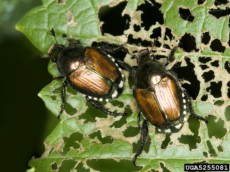 Understand why Japanese beetles skeletonize roses