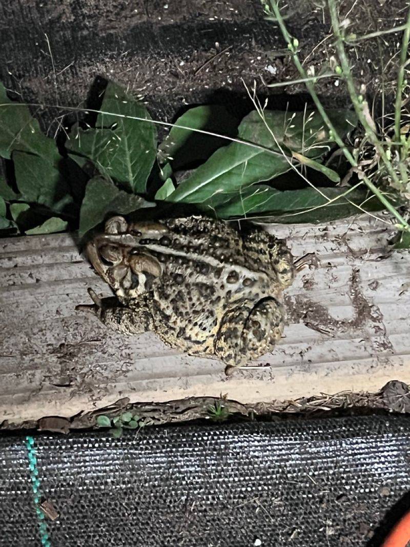 Understand why nighttime toad hunting may miss underground grubs Understand why nighttime toad hunting may miss underground grubs