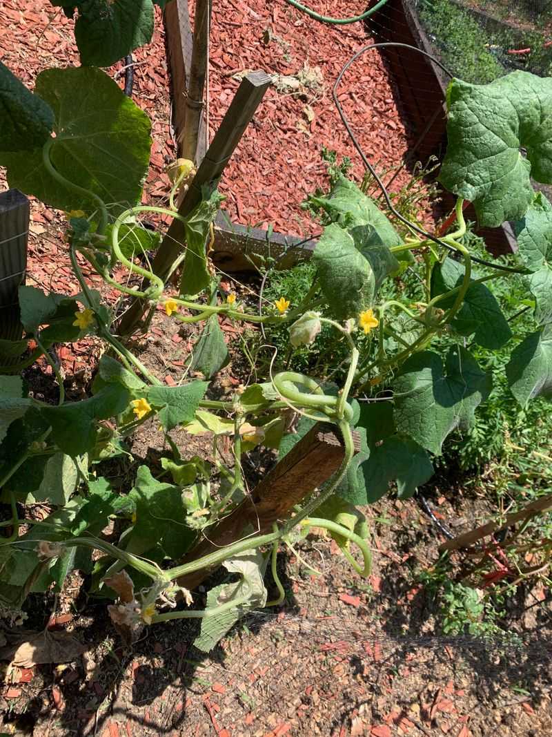 Uneven moisture can amplify August stress