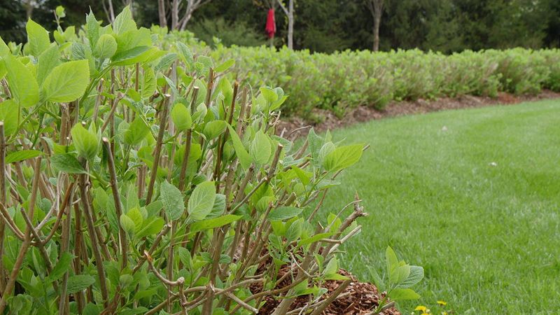 Untimely pruning can leave an old-wood hydrangea leafy but flowerless Untimely pruning can leave an old-wood hydrangea leafy but flowerless