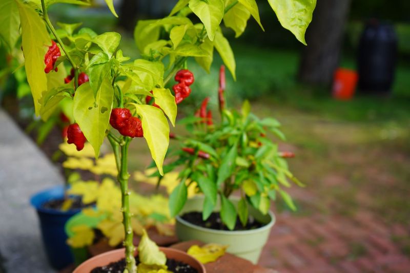 Upper-Canopy Condition Helps Narrow the Diagnosis