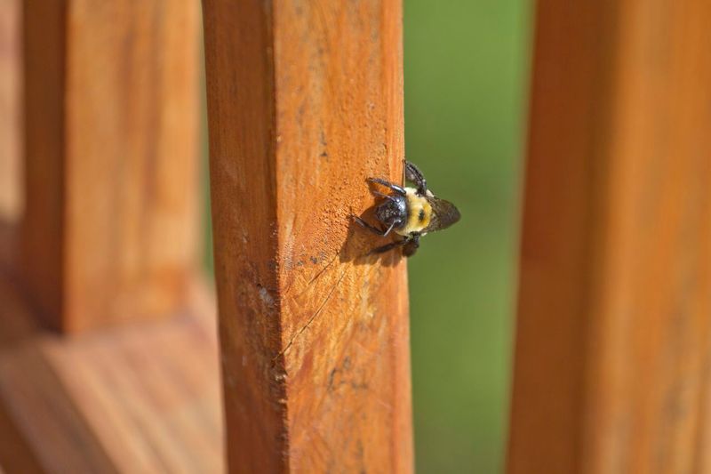 Use Carpenter Bees as a Maintenance Prompt