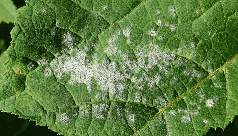 Use Disease Cleanup Only When Disease Is Present