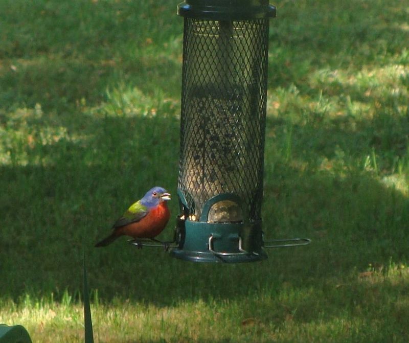 Use Feeders Carefully, Without Treating Them as Habitat Use Feeders Carefully, Without Treating Them as Habitat