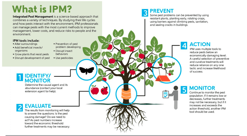 Use IPM to Investigate Pests, Not Anole Counts