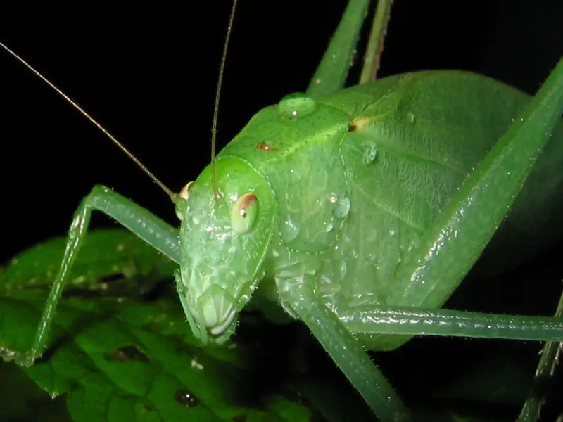 Use Lighting Changes and Targeted IPM When Damage Crosses a Threshold
