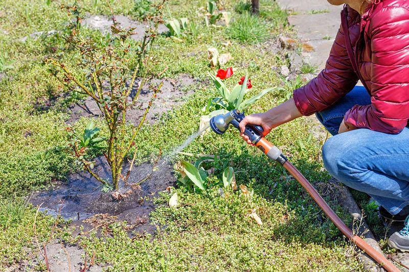 Use Mulch and Base Watering Without Saturating the Roots