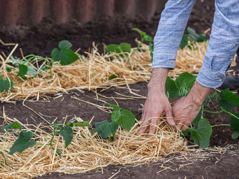 Use Mulch and Root-Zone Irrigation to Hold That Moisture