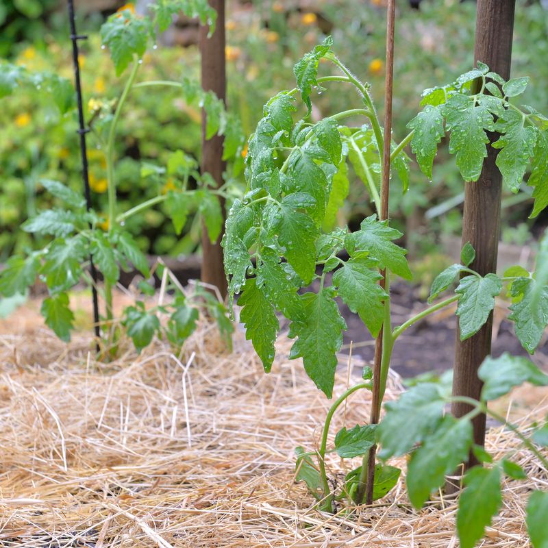 Use Organic Mulch to Slow Drying and Buffer Swings