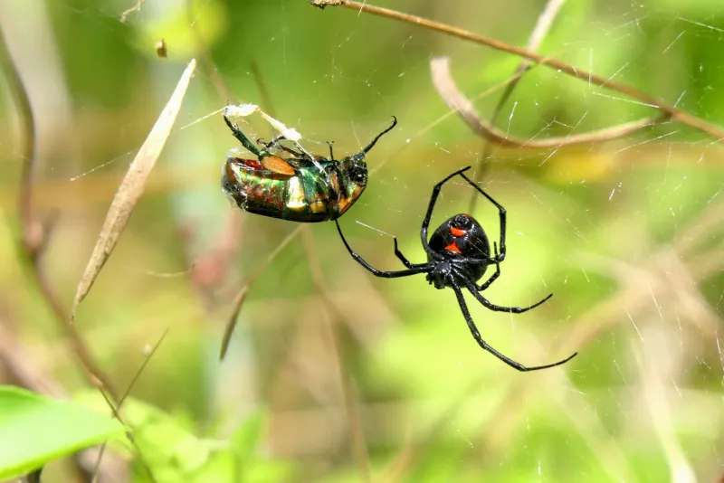 Use Pesticides Only After Habitat Reduction