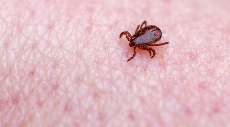 Use Proven Tick Precautions Around the Yard