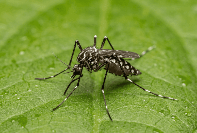 Use Separate IPM Steps for Aphids and Mosquitoes