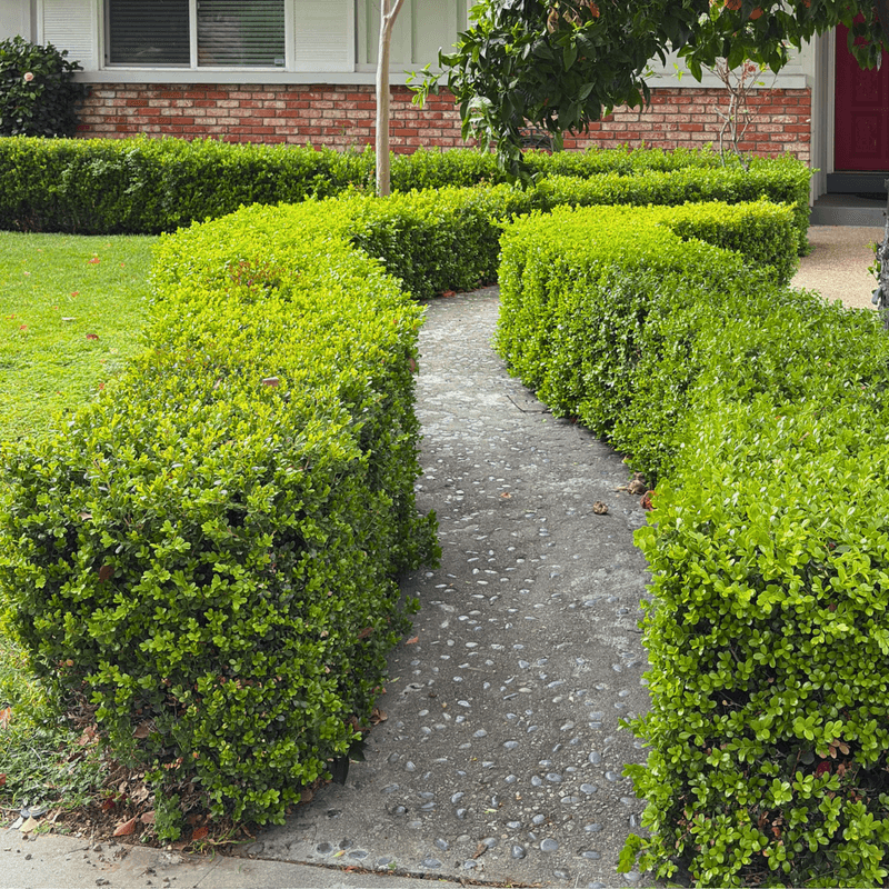 Use Several Plants as a Possible Fronting Strategy