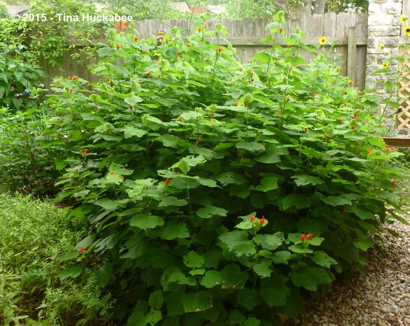 Use Shade to Protect Its Summer Display